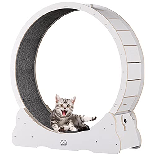 BLANKX Katzenlaufrad für Wohnungskatzen, Leises Kleines Mittelgroßes Laufrad für Katzen, Kleine Lücke Haustier Katze Laufrad Spielzeug mit Bremse,XL-White BLANKX Katzenlaufrad für Wohnungskatzen, Leises Kleines Mittelgroßes Laufrad für Katzen, Kleine Lücke Haustier Katze Laufrad Spielzeug mit Bremse,XL-White von BLANKX