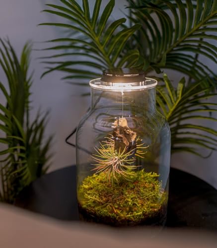 Terrarium für den ewigen Garten, Maku, transparentes Glas, Deckel mit LED-Strahler, Garten-Set in Flasche, alles inklusive, natürliche Luftpflanzen auf Olivenwurzeln, 27 cm x 17 cm von BOREEN