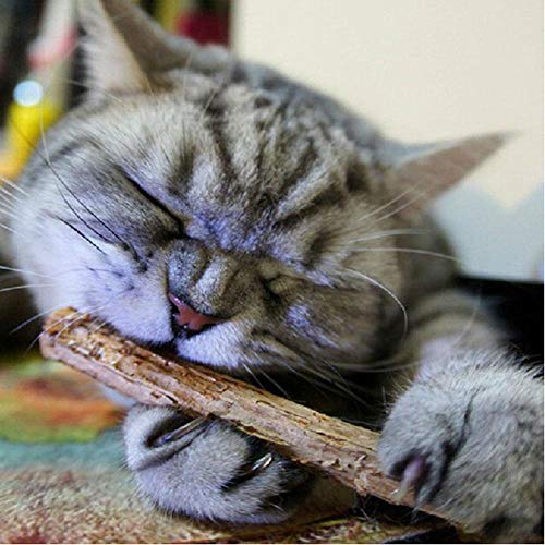 BSDIHRIWEJFHSIE 15 / 20pcs Natural Fruit Cat Snacks Sticks Pet Cat Molar Rod-15pcs, Spanien von BSDIHRIWEJFHSIE