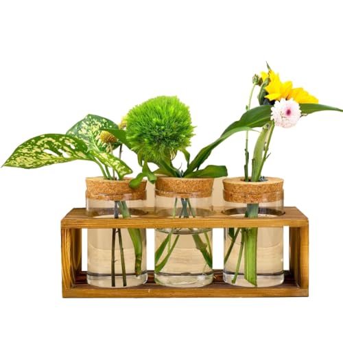 Bakkeny Anzuchtstation, Glas-Pflanzen-Terrarium zum Schneiden von Pflanzen, verschönert HomeDcor, perfekter Mittelpunkt für Pflanzenliebhaber von Bakkeny