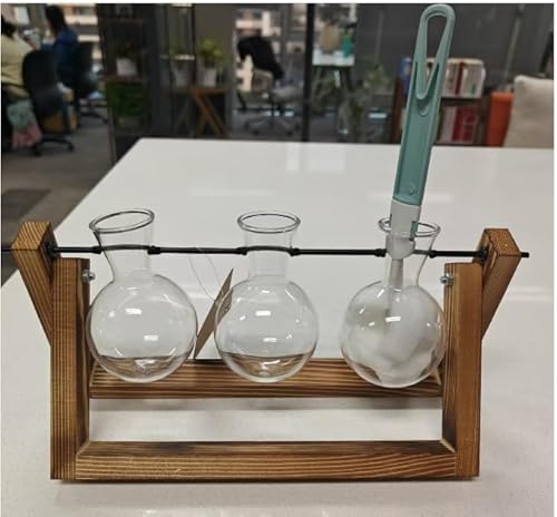 Bamworld Pflanzen Terrarium Glas für Pflanzenliebhaber von Bamworld