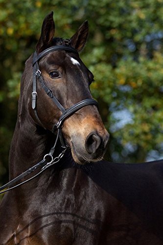 Barefoot Gebisslose Zäumung für Pferde - Bittless Bridle und Sidepull in einem - Weich gepolstert mit breitem Nasen-, Stirn-und Genickstück - ideal für Western, Englisch und Wanderreiten - COB schwarz von Barefoot