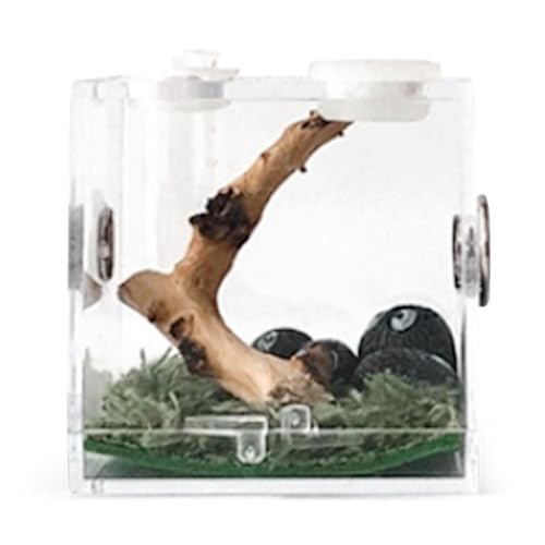 Reptilien-Zuchtbox – transparente Futterboxen für Insekten, Futterkoffer für Insekten, Klettertier-Terrarium, durchsichtig, Mini-Krabbeltier-Haustier, Sichtbox für Spinne, Skorpion, von Bbbabeslk