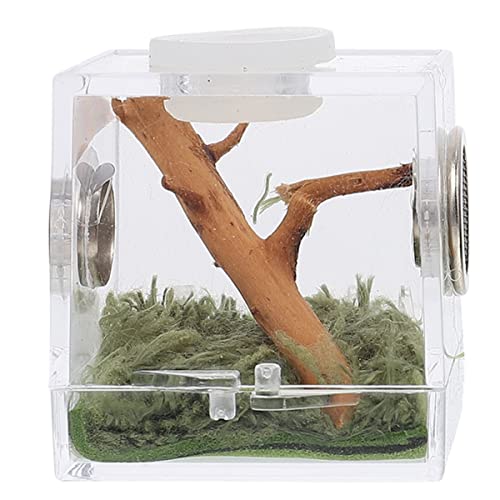 Beaupretty 4er-Box Springspinnen-zuchtbox Terrarien Reptilien Terrarium Spinnenzuchtbehälter Insektenbehälter Springender Spinnenkäfig Futterkasten Für Insekten Springende Spinne Tier Acryl von Beaupretty