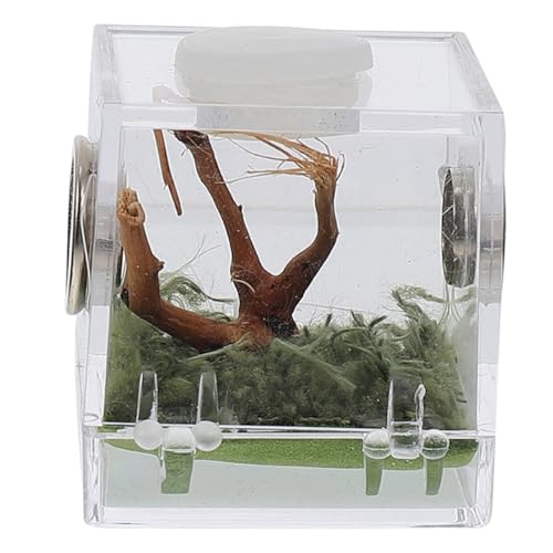 Beaupretty Kasten Springspinnen-zuchtbox Terrarienbecken Terrariennebler Glasbehälter Für Terrarien Reptilienboden Terrarienbehälter Terrarium Reptilien Terrarien Acryl Schnecken Rohe Kiste von Beaupretty