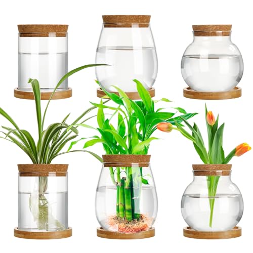 Beeveer 6 Stück Pflanzen-Anzuchtstation, getrenntes Desktop-Pflanzen-Terrarium mit Holzdeckel und Ständer, 3 Größen, Glas-Pflanzgefäß, Anzuchtvasen für den Innenbereich, Zuhause (klassischer Stil) von Beeveer