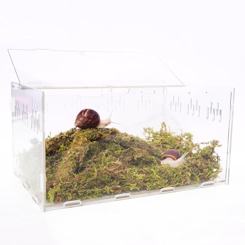 Begeterday Schnecken-Terrarium-Set, inklusive 28,5 x 20 x 15,2 cm Schnecken-Terrarium, 100 g Haustierschnecken, Moos, 22,9 cm, biegbares Haustierschnecken-Kletterspielzeug, schafft den perfekten von Begeterday