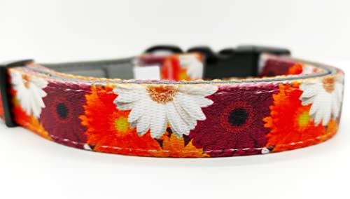 Hundehalsband Blumen floral bunt rot orange weiß Neopren gepolstert weich Halsband Hund Nylon Hundehalsband verstellbar 28-40 cm x 2 cm breit von Beroni