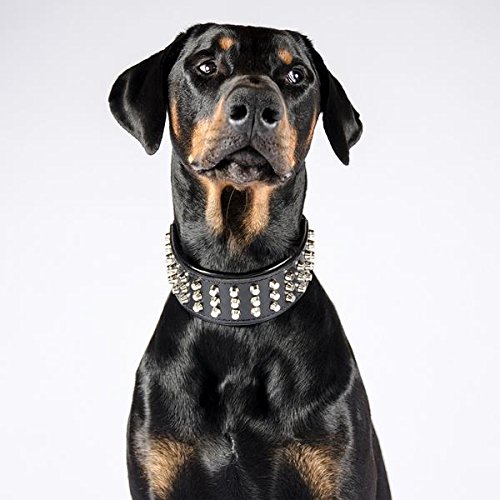 Bestia™ "Stud Echtleder Hundehalsband mit Stumpfnieten für große Hunde. Weich gepolstert. 6,3 cm breit. Einzigartiges Design und Qualität. Cane Corso, Rottweiler, Dogo. Handgefertigt in der EU! von Bestia