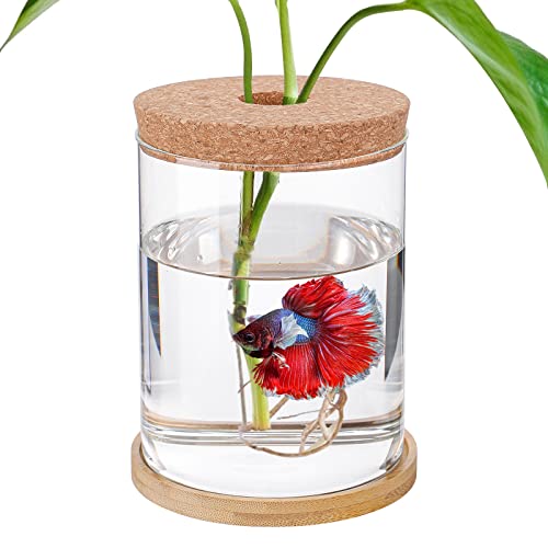 Betta Aquarium – Mini-Schalen für Beta-Fische, Aquaponisches Aquarium, transparentes Hydrokultur-Pflanzenterrarium für geförderte Ökosphäre, aquatisches Ökosystem – 17 cm H x 11,9 cm T von Biggun