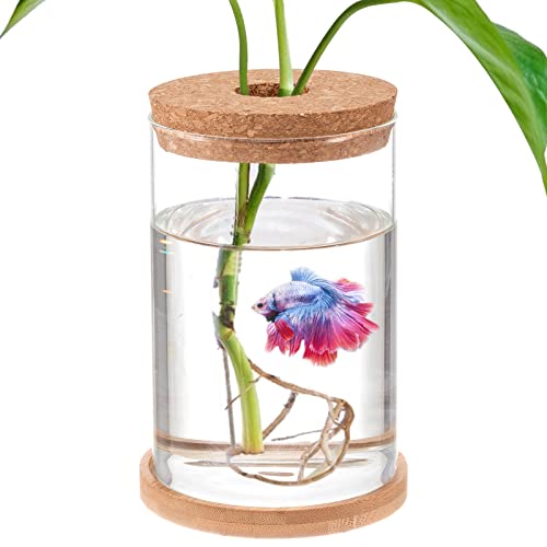 Biggun Pflanzgefäß für den Garten mit Betta-Fischen, Aquariumschale, zyklisch gefördert, tolle Umgebung für Fische und Pflanzen, Betta-Fische mit Hydrokultur-Pflanzenterrarium, 15,2 cm H x 10,2 cm D, von Biggun