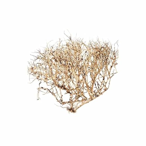 Biotope Aquatics Ltd Aquariumholz – Ramöse Wurzel – Aquarium-Treibholz-Dekoration – verschiedene Größen (Medium (20–30 cm) von Biotope Aquatics Ltd