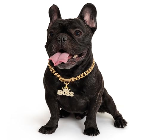 BiteKing Goldfarbenes Hundehalsband, 18 Karat kubanische Glieder, starkes Metallhalsband für kleine und mittelgroße Hunde von BiteKing