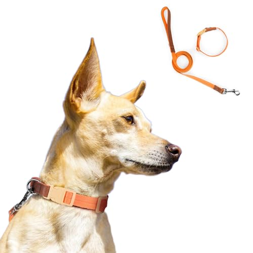 Hundehalsband, Zugseil-Set, bequem, verstellbar, Nylon, Haustier-Halsdekoration mit D-Ring für kleine, mittelgroße Hunde, Größe XS (Orange) von Blue Dream Island