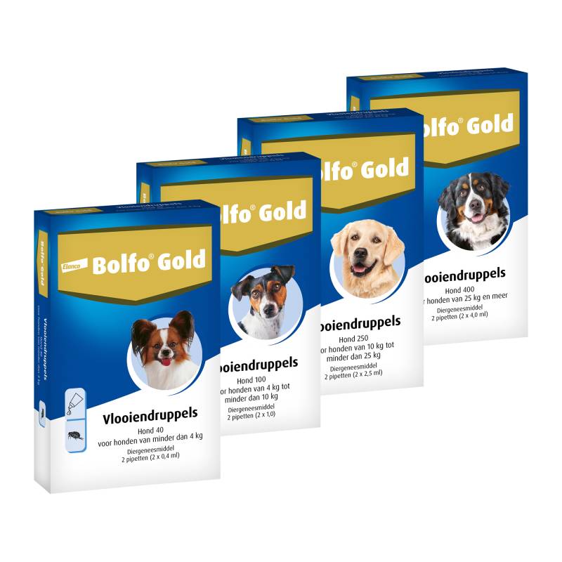 Bolfo Gold Hund 100 - 2 Pipetten von Bolfo