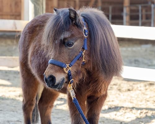 Brama West Halfter Pferd Golden Line Pferdehalfter mit Goldenen Beschlägen (Navy, Foal) von Brama West