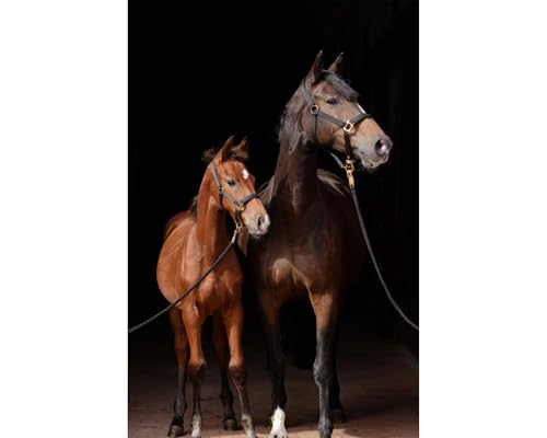 Brama West Halfter Pferd Golden Line Pferdehalfter mit Goldenen Beschlägen (Schwarz, Foal) von Brama West