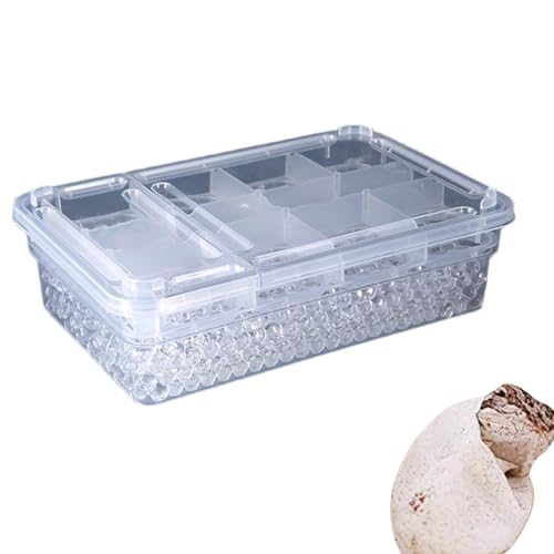 Reptile Breeding Box, 20 Grids Amphibian Hatching Container, Transparent Compact Small Incubation Container for Snakes, Lizards, Reptiles, Geckos, 1.57x0.79 inches von Bsbkoj