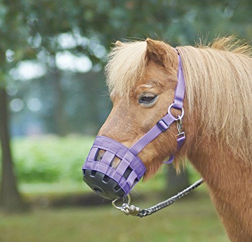 BUSSE Fressbremse Classic, Royalblau, Kaltblut, Warmblut extra groß von Busse