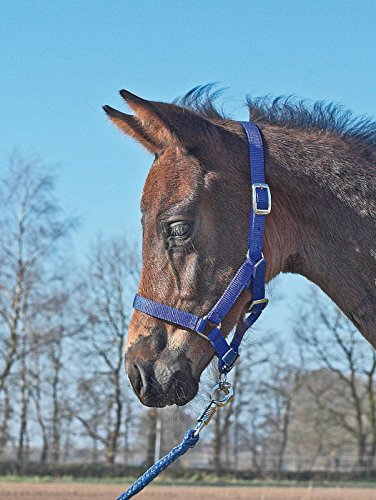 Halfter FOHLEN, Fohlen, royalblau von Busse