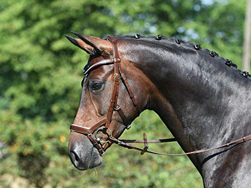 BUSSE Trense MODENA von Busse