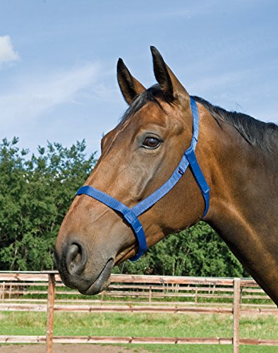 BUSSE Halfter WEIDE, schwarz, Warmblut von Busse