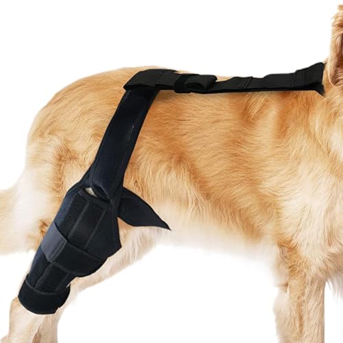 Bvizyelck Hinterbeinbandagen für kleine Hunde – Kniebandage für Hunde – Bandage hinter dem Bein, Neopren-Hüftbandage, verstellbarer Traktionsgürtel, Stabilisator für gerissenes ACL-Bein von Bvizyelck