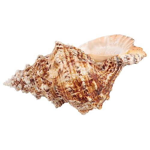 CAXUSD Conch saftiger Blumentopf Küsten Boho Meeresschnecken-Blumentopf Tischdekoration mit Meeresthema Muschelhandwerk für Aquarien Aquarium Muschel Dekoration natürliche Muschel von CAXUSD