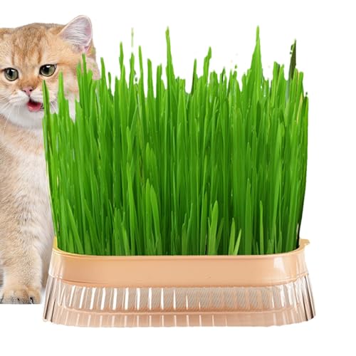 CENMOO Katzengras-Pflanzkasten, Katzengras-Pflanzgefäß,Erdloser Katzengraszüchter - Katzengras-Pflanzschale, Haustier-Katzengras-Hydrokulturbox, Graspflanzbox, selbstbewässernder Katzengrasbehälter von CENMOO