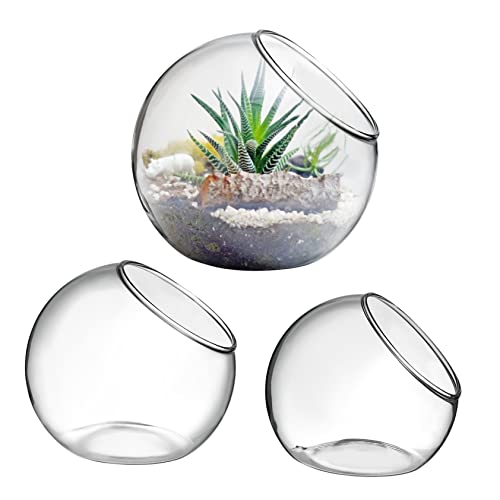 CIYODO Terrarium-luftpflanzenschalen-Set 3er-Pack Aus Glas Für Luftpflanzen Elegant Dekorativ Für Drinnen Und Draußen von CIYODO