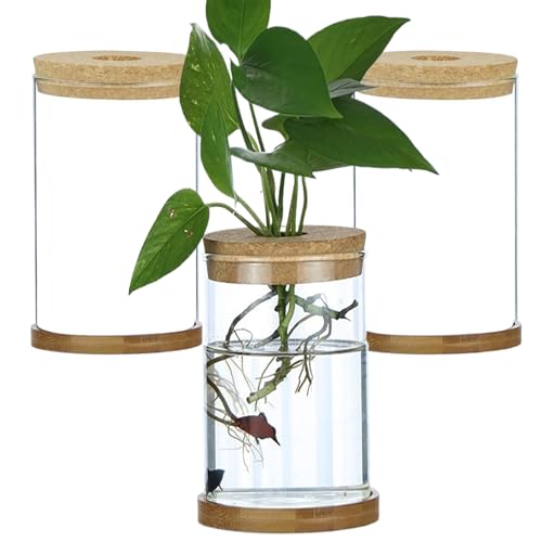 3pcs Pflanzen Terrarium Transparent Deckelanlage Propagationsstation mit Tray Hydroponic DIY -Ausbreitungsgläser für Home Office Desktop, geradeaus von CNAFGBGG