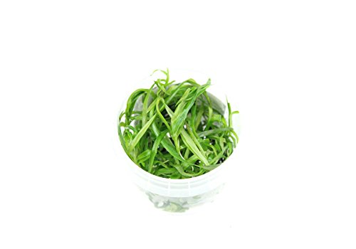 Tropica Heteranthera Zosterifolia 1-2 Grow! von CO2 Art