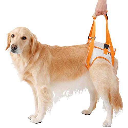 Unterstützung for Hundehebegeschirr, Rehabilitationsgerät for Gehhilfen for Hunde, die nur von hinten getragen Werden können, Alternative for Hunderollstuhl/808/690 (Color : Orange_3XLarge) von CROKZ