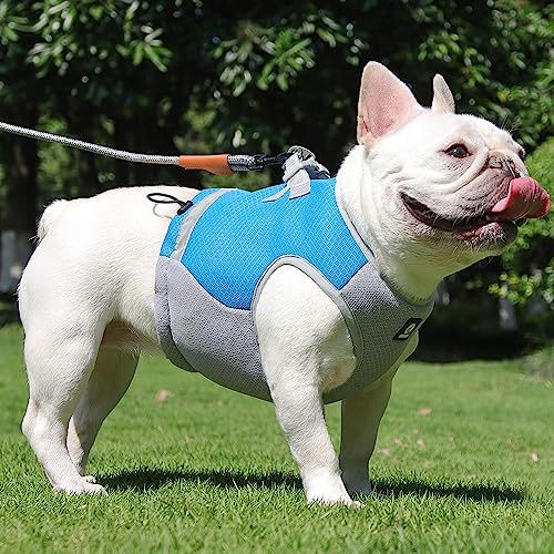 Camiraft Hund Kühlweste,Sommer Haustier Hunde Mesh Kühlweste Kühlender Hundemantel,Hund reflektierende Sicherheitsweste für Aktivitäten draußen, Wandern, Training,Blau L von Camiraft