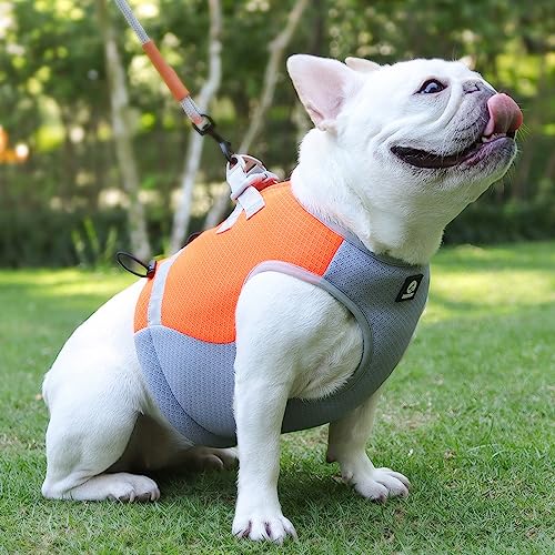 Camiraft Hundekühlweste Atmungsaktives Mesh Hundejacke Sommer Cooler,Verstellbare kühlende Hundejacke Reflektierendem Streifen für Aktivitäten Draußen Wandern Training，Orange L von Camiraft