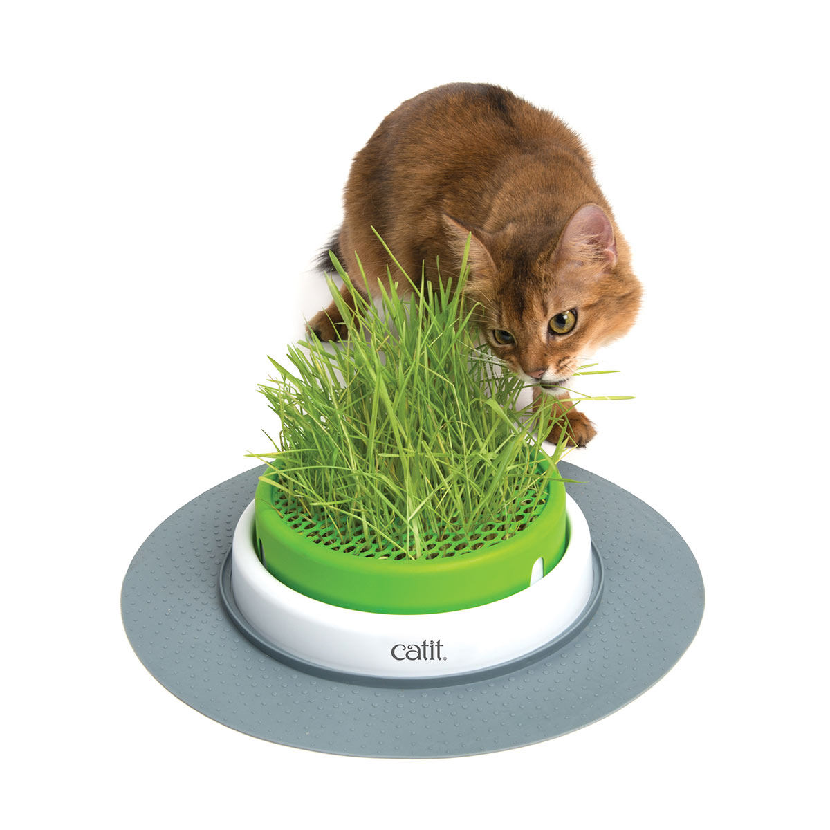 Catit Senses Grass Planter von Catit