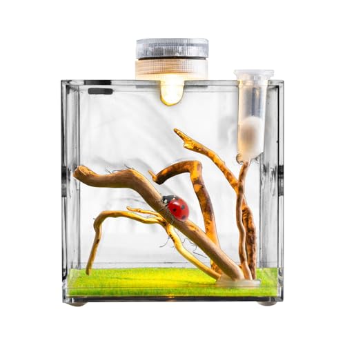 Sprungspinnengehäuse, Clear Glass Reptile Container, Sprungspinnenwachstumshegal, Schwachkiste für kleine Tier mit Atemloch für Schildkröten, Schnecken, Eidechsen und Käfer von Celuicion