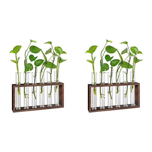 Censous 2 x Pflanzenterrarium mit Holzständer, Vermehrungsstation für lebende Tischpflanzen/Wand-Blumentöpfe, hydroponische Glasrohre von Censous