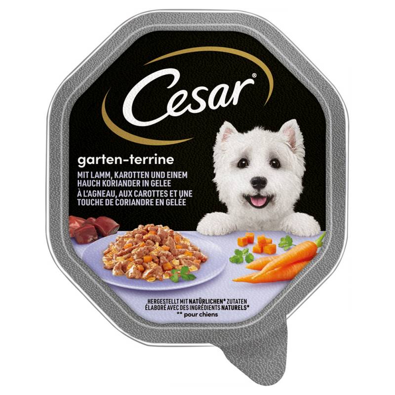 Cesar Nassfutter zum Sonderpreis! - Megapack Lamm, Karotten und Koriander in Gelee (14 x 150 g) von Cesar