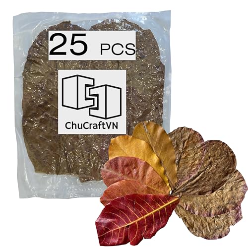 ChuCraftVN Premium Indische Mandelblätter, 25 Stück, 17,8–30,5 cm, 65 g, Catappa-Blätter trocken und sauber von ChuCraftVN