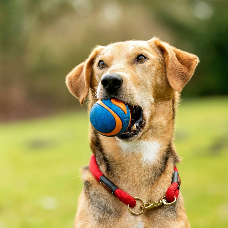 Chuckit! Hunde-Gummiball Ultra Squeaker blau, Gr. M, Durchmesser:  ca. 6 cm von Chuckit!