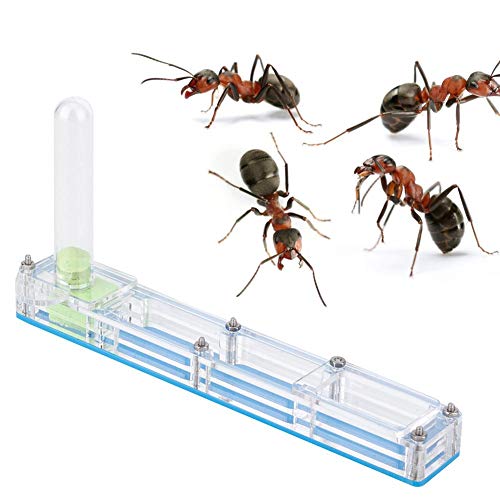 Cikonielf Ameisenform, Acryl, Ameisenzucht, Nest Foricarium, durchsichtig, Netzteil, Lebendiges Nest (blau) von Cikonielf