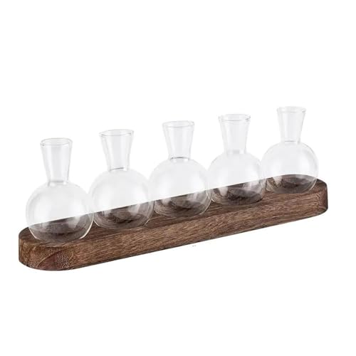 Colcolo Pflanzenterrarium Blumenvase Pflanzenhalter Terrarium Behälter Glas Übertopf Terrarium Hydrokultur Pflanzenvase für Balkon Terrasse von Colcolo