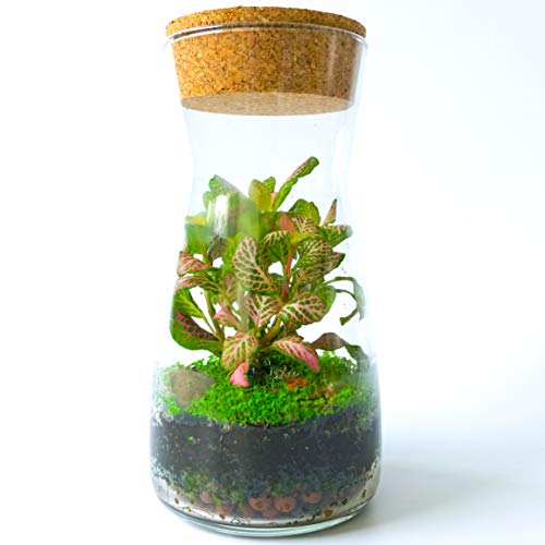 Fittonia Moss Terrarien-Set aus transparentem Glas mit rundem Korkdeckel, offen oder geschlossen, für drinnen und draußen, 19 cm Höhe, Kit with Dwarf Baby Tear Seeds & Fittonia von Concretelab&co