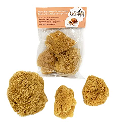 Constantia Pets Natürliche Meeresschwämme von Einsiedlerkrebse, ungebleicht, 3 Stück, extra groß, 7.6 cm,10.2 cm, sichereres Trinken und hilft dabei, die Luftfeuchtigkeit des Lebensraums zu erhalten. von Constantia Pets