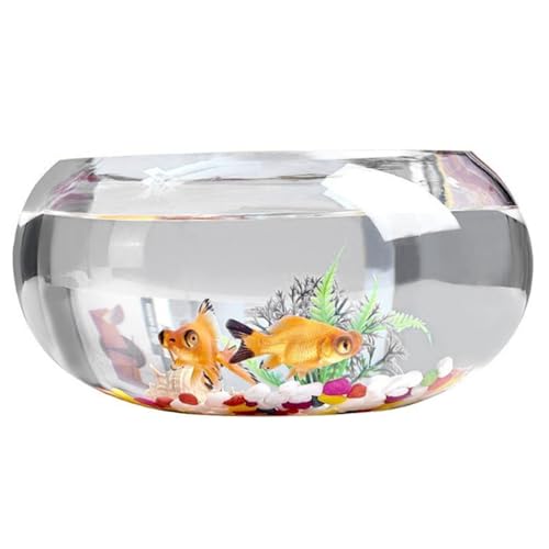 Fischschüssel 11.8x5,5 '' klarer runde Glasfischschale mit farbigem Stein Fisch Futter Goldfischschale Nicht schlauer Kleiner Fischtank von Csafyrt