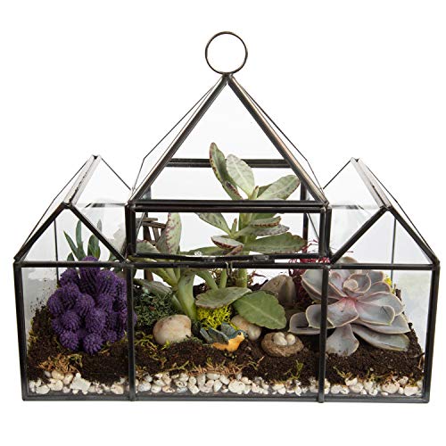 D'Eco Glas-Pflanzen-Terrarium (25,4 x 11,4 x 22,9 cm) – für den Innenbereich und hängender schwarzer geometrischer Übertopf – Sukkulenten, Luftpflanzen, Moos, Farn – Dekoration für Zuhause, Garten, von D'Eco