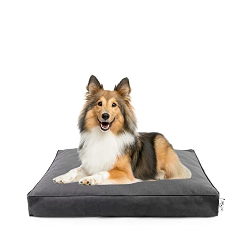 DAILY PET Hundebett Mittelgroße Hunde – Waschbar – Flauschig Hundekorb – Kratzfest – Wasserdicht – Robust Hundesofa – Hundekissen S 65 x 50 x 6 cm – Graphit von DAILY PET