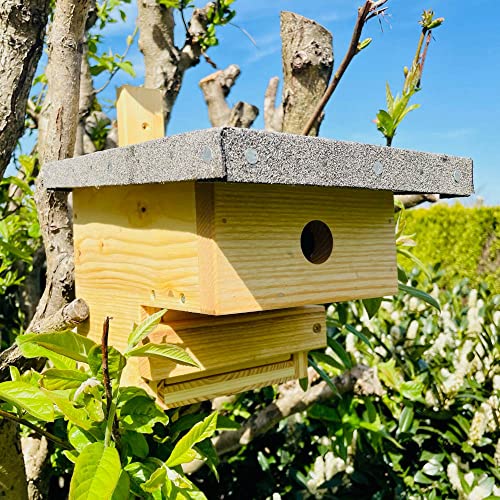 DARLUX Natur Holz Nistkasten mit Marderschutz für Kohlmeise u. kleine Singvögel. nach NABU gefertigt aus verschraubtem Massiv-Holz I wetterfest I Produziert in Sachsen I 2,8kg schwer von DARLUX