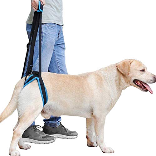 DHGTEP Hundegeschirr, Hundeträger, Hundegeschirr für Gelähmte Beine, Gelenkverletzungen, Ältere Menschen und Arthritis, ACL Rehabilitation, Blau (Size : M) von DHGTEP